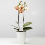 Xiaomi Mi Plant Flowers Tester Light Monitor Garden Testing Tool for pH / Soil Moisture / Humidity / Temperature / Light