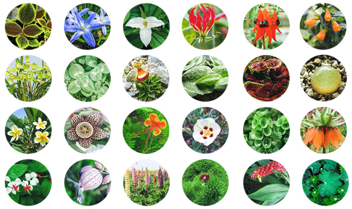 Xiaomi Mi Plant Flowers Tester