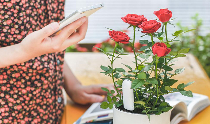 Xiaomi Mi Plant Flowers Tester